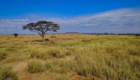 Serengeti-003