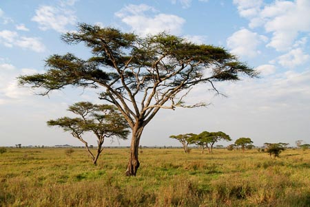Serengeti-004