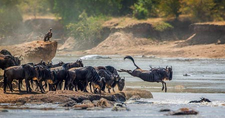 Serengeti-008