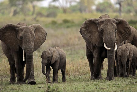 Elephant-003