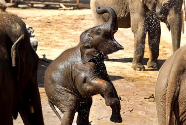 Elephant-007