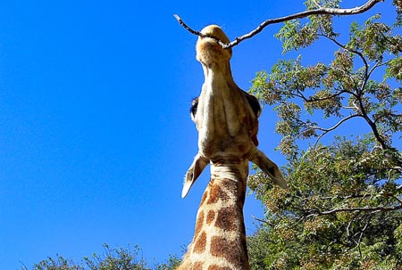Giraffe-003