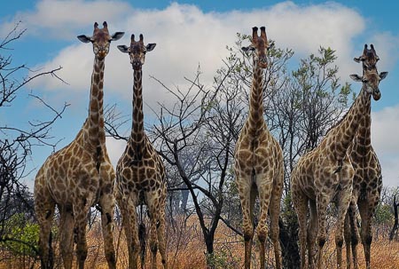 Giraffe-004