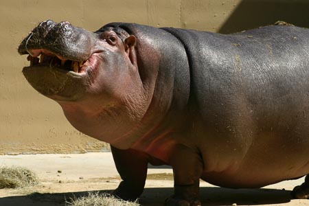 Hippo-001