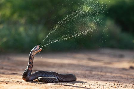 Snake-003