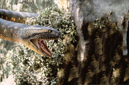 Snake-004