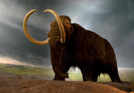 WoollyMammoth-008