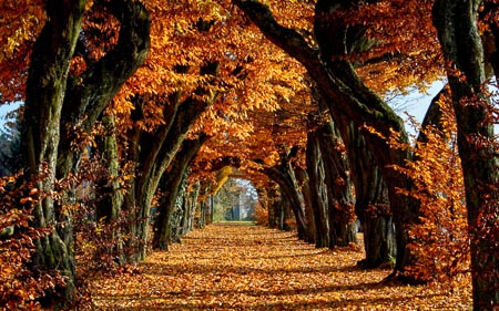 Fall-003