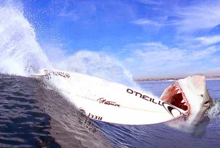 Surf-006-Shark