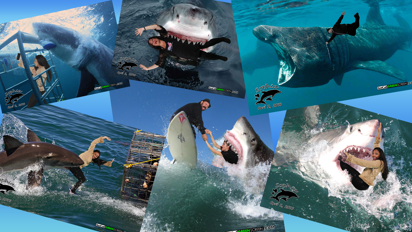 Interactive - Shark Gallery